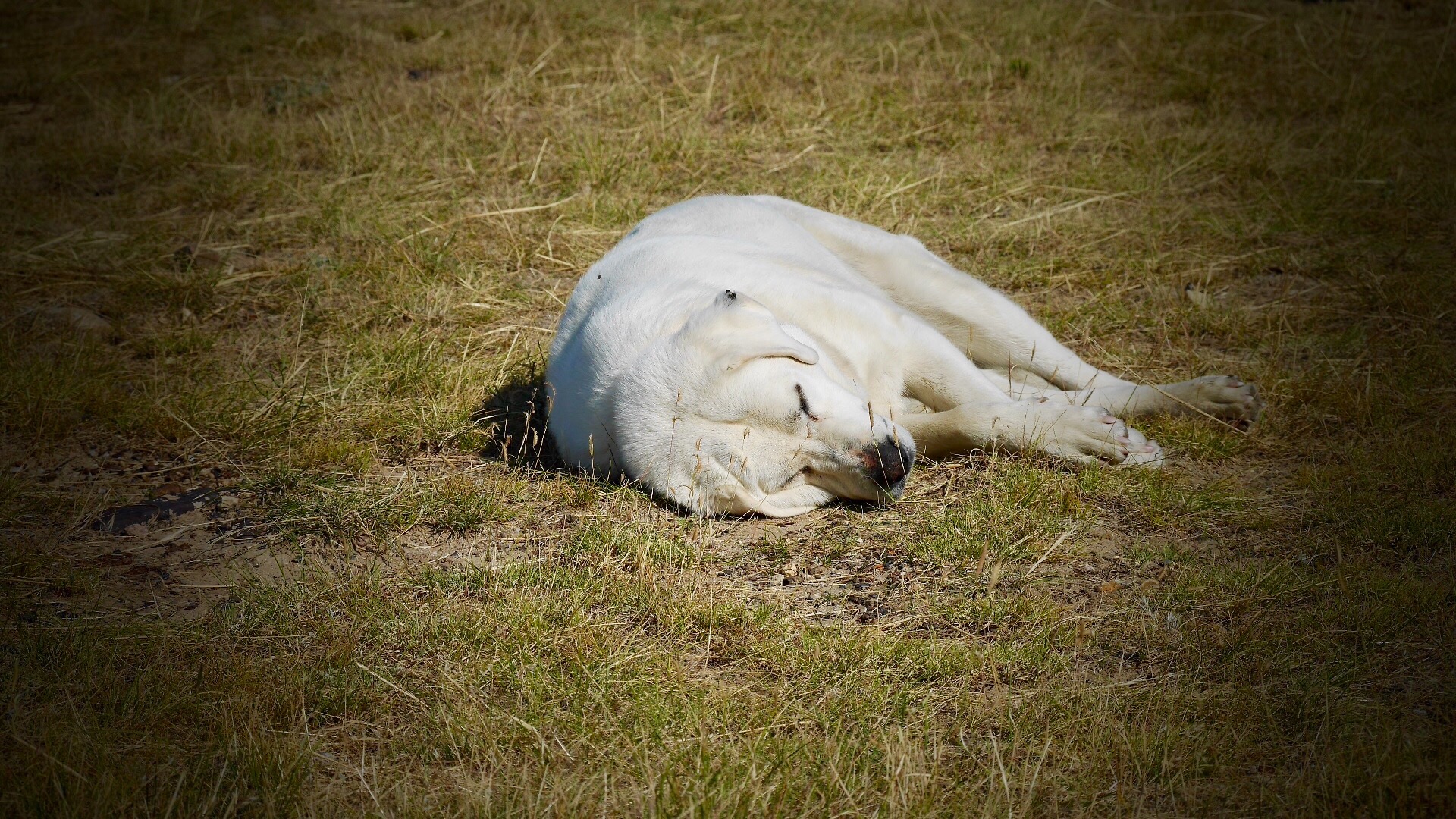 Bo Peep resting in the grass after a long night of watching the flock